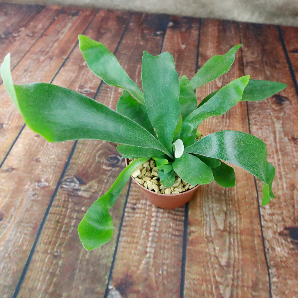 Staghorn Ferns Plants ‘Platycerium bifurcatum’