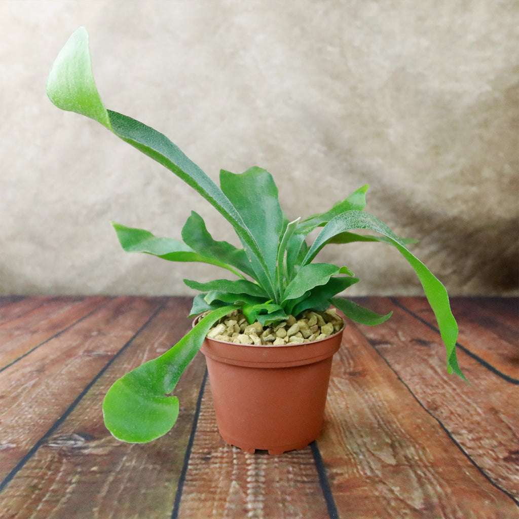 Staghorn Ferns Plants ‘Platycerium bifurcatum’