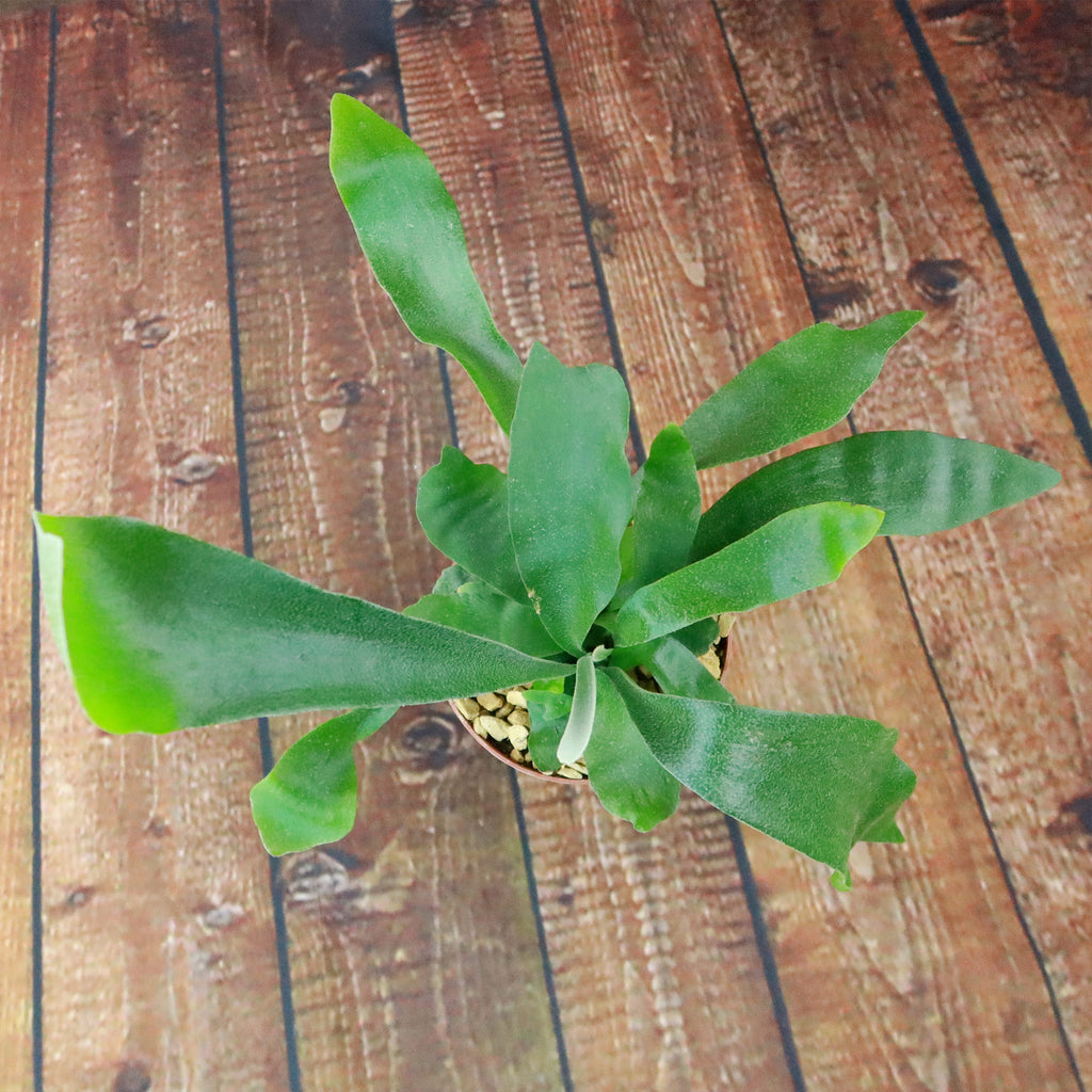 Staghorn Ferns Plants ‘Platycerium bifurcatum’