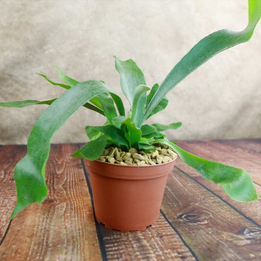 Staghorn Ferns Plants ‘Platycerium bifurcatum’