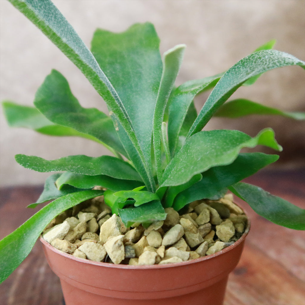 Staghorn Ferns Plants ‘Platycerium bifurcatum’