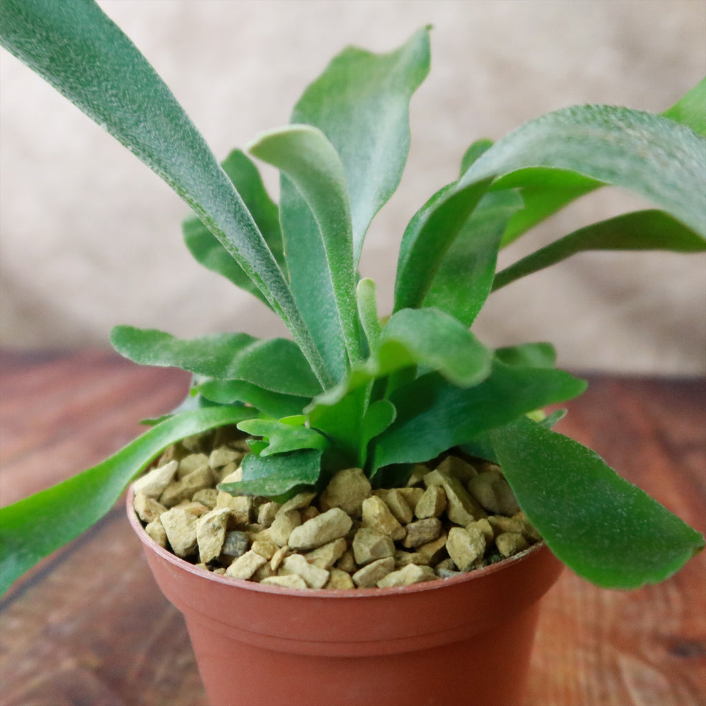 Staghorn Ferns Plants ‘Platycerium bifurcatum’