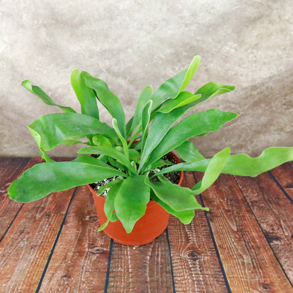Staghorn Ferns Plants ‘Platycerium bifurcatum’