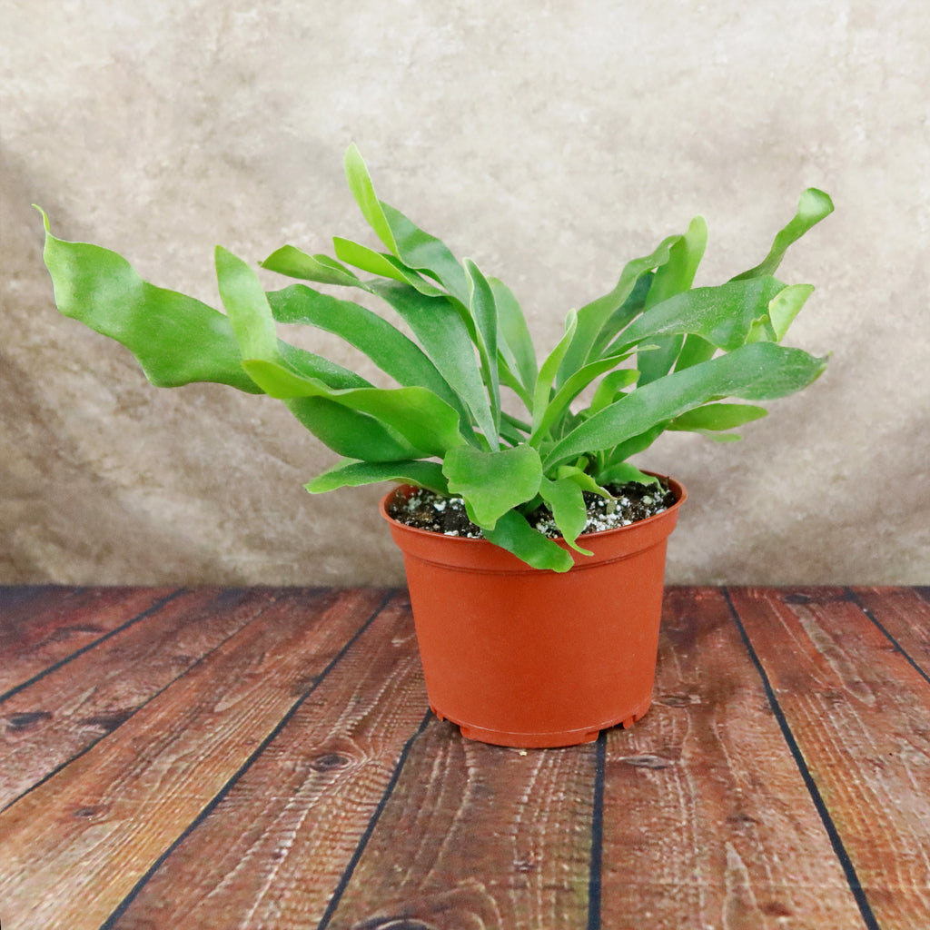Staghorn Ferns Plants ‘Platycerium bifurcatum’