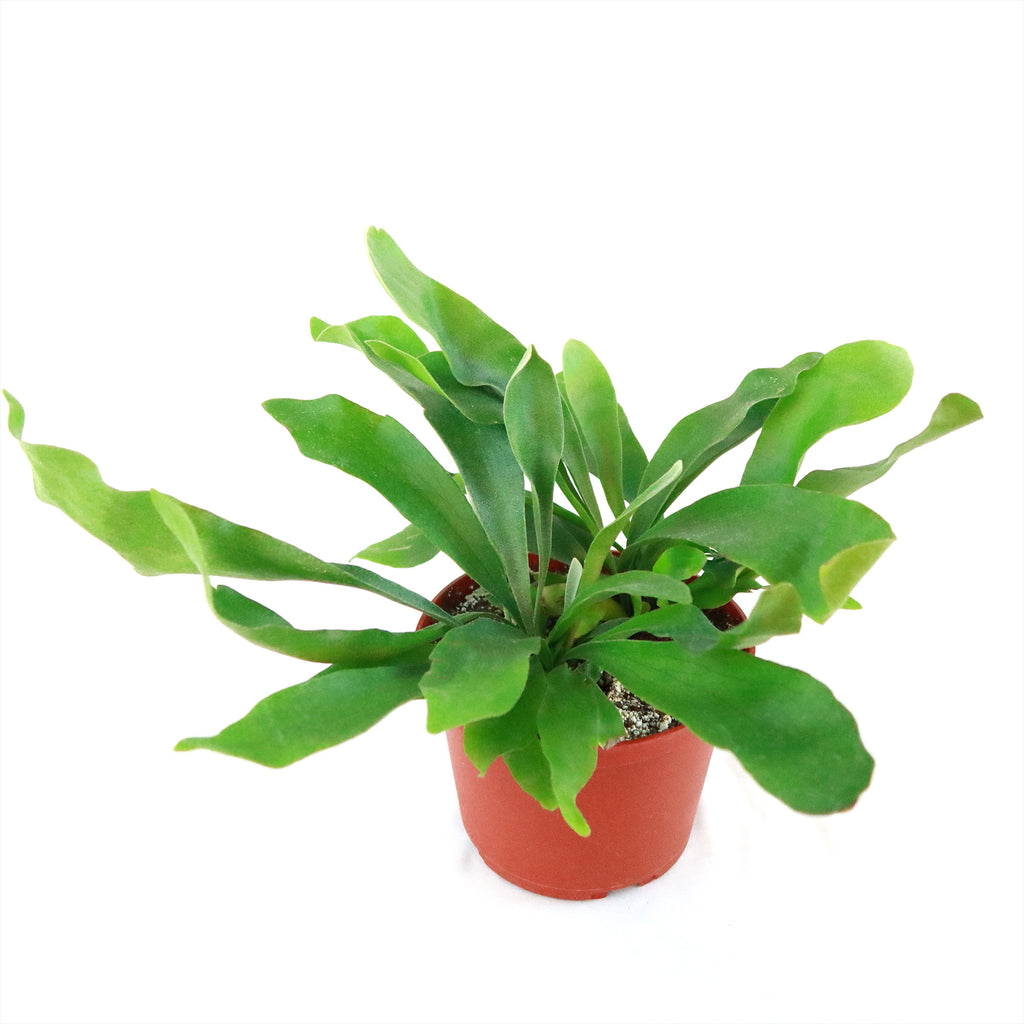 Staghorn Ferns Plants ‘Platycerium bifurcatum’