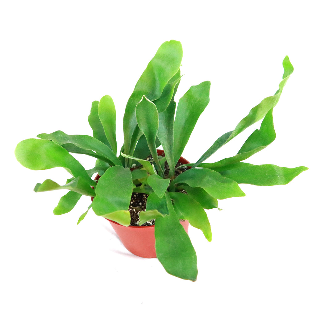 Staghorn Ferns Plants ‘Platycerium bifurcatum’