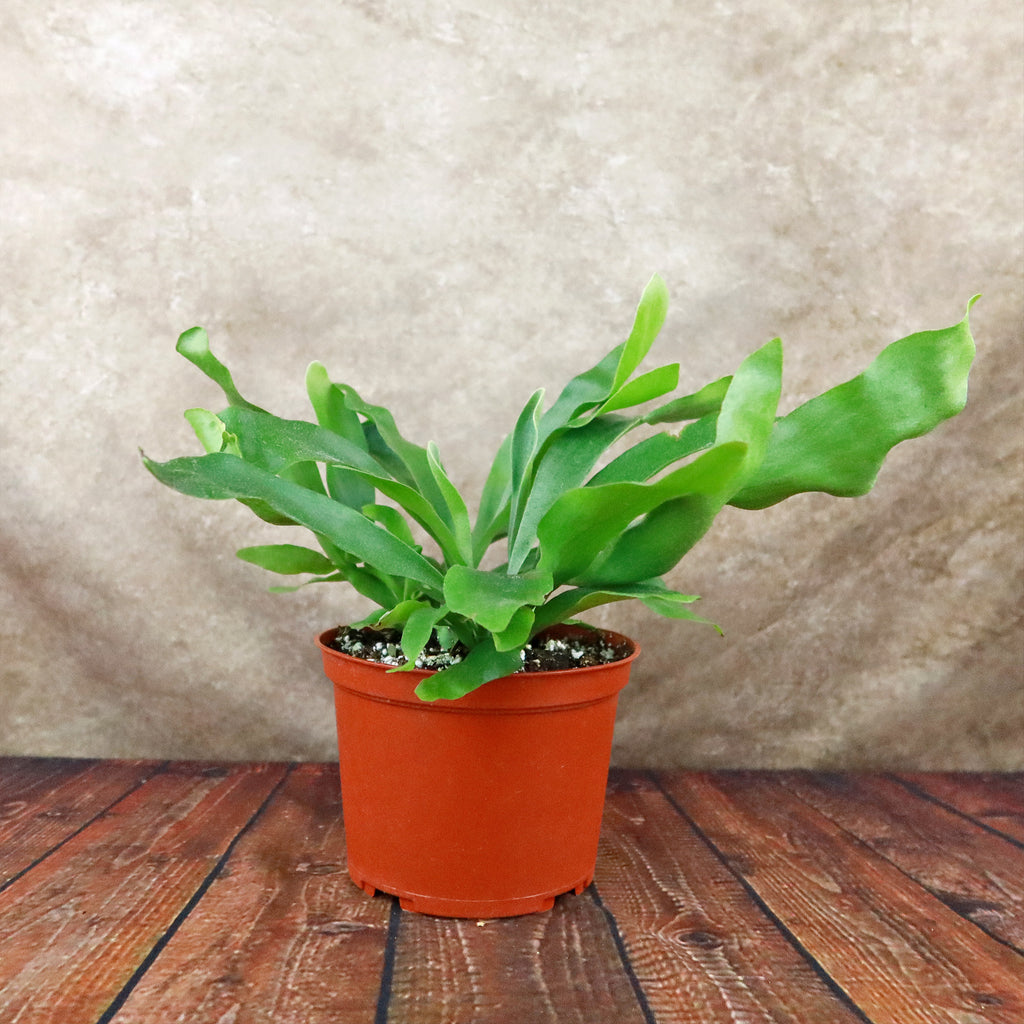 Staghorn Ferns Plants ‘Platycerium bifurcatum’