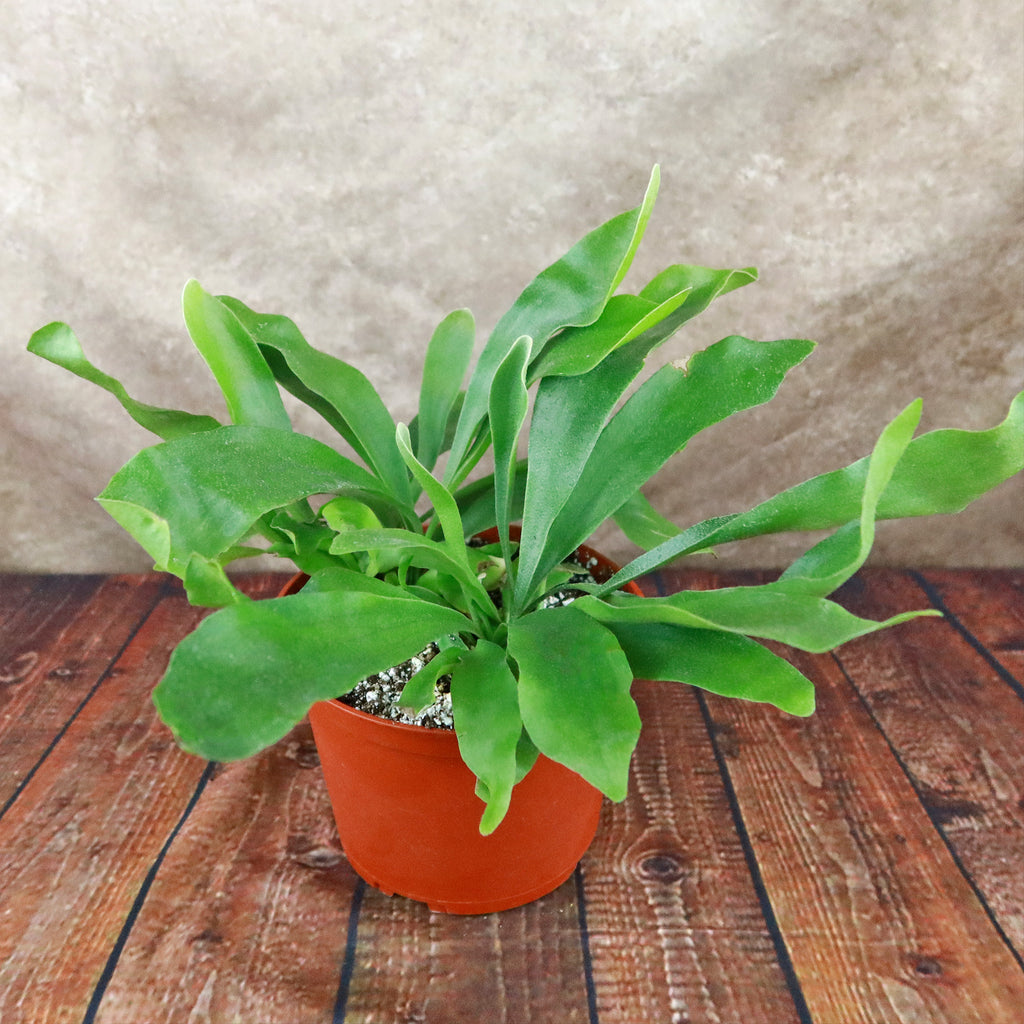 Staghorn Ferns Plants ‘Platycerium bifurcatum’