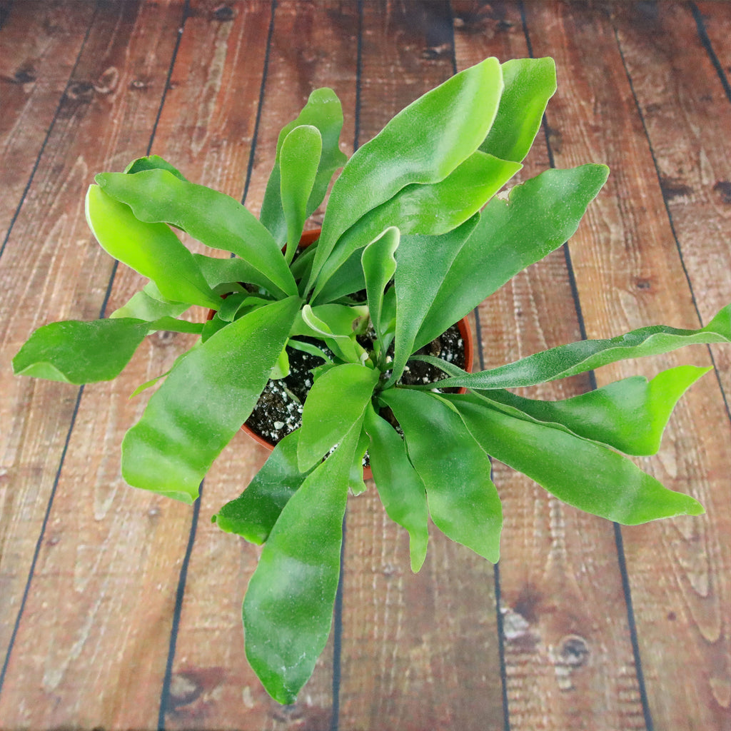 Staghorn Ferns Plants ‘Platycerium bifurcatum’