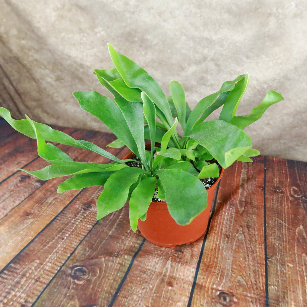 Staghorn Ferns Plants ‘Platycerium bifurcatum’