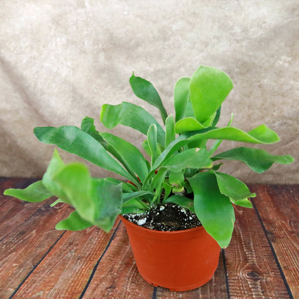 Staghorn Ferns Plants ‘Platycerium bifurcatum’