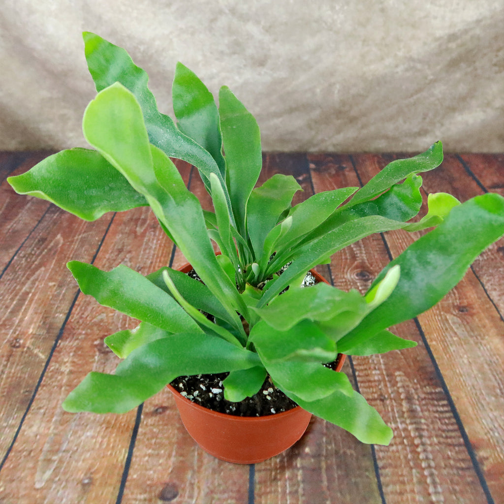 Staghorn Ferns Plants ‘Platycerium bifurcatum’