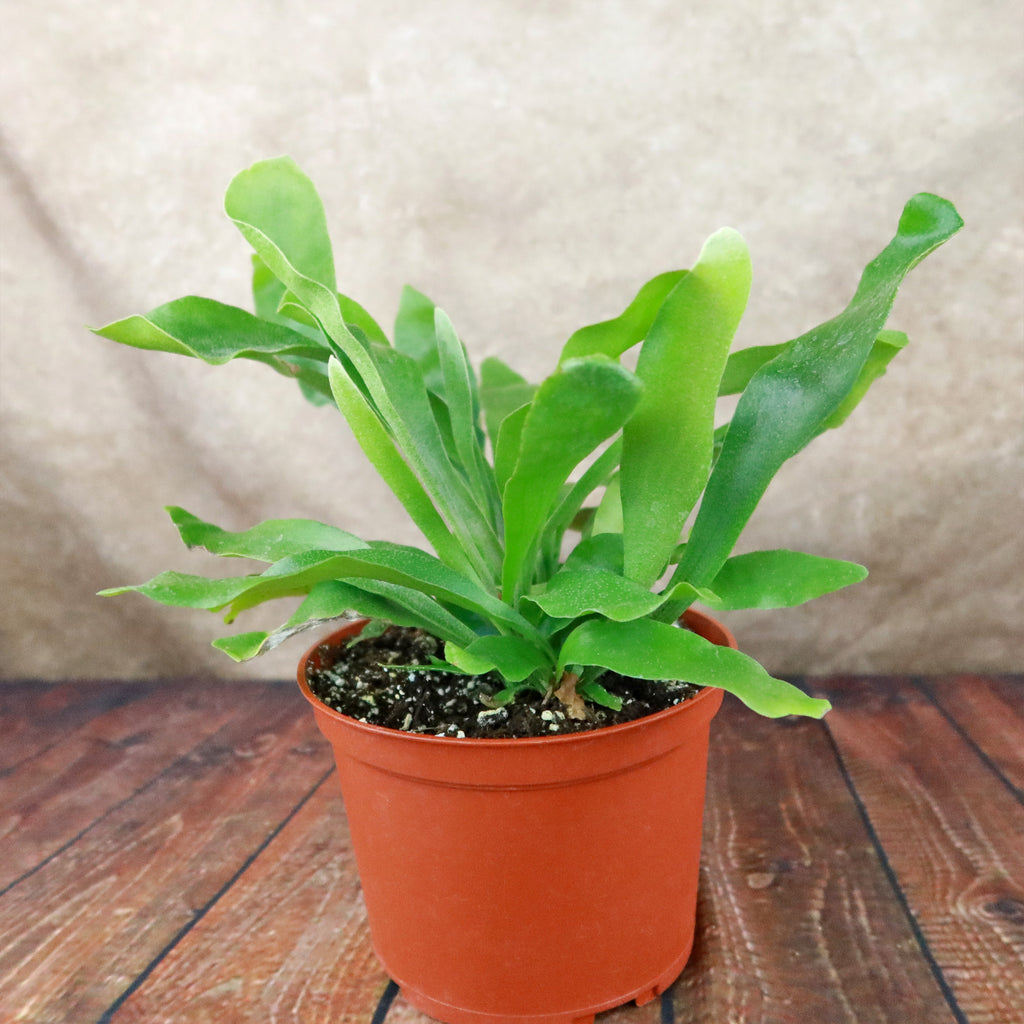Staghorn Ferns Plants ‘Platycerium bifurcatum’