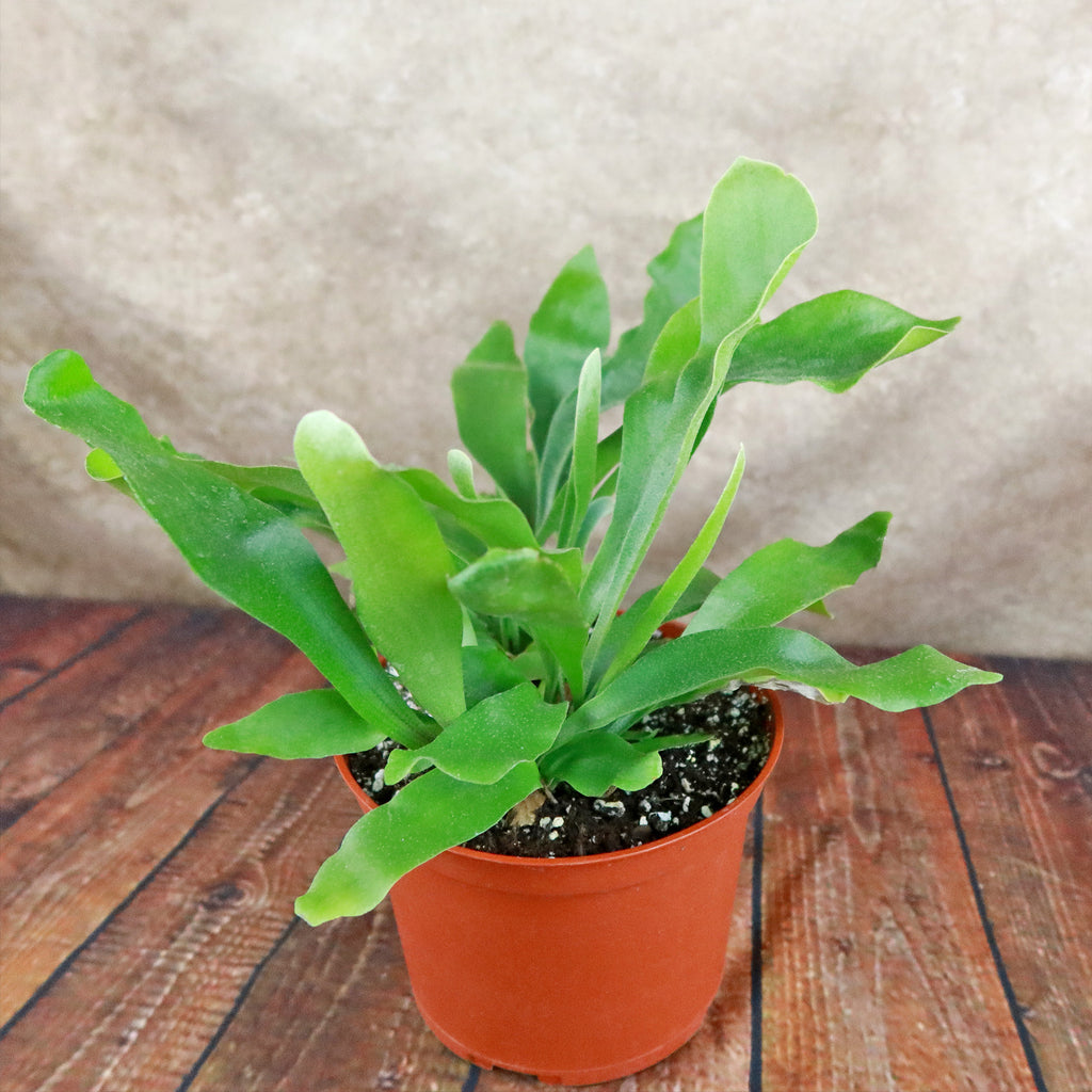 Staghorn Ferns Plants ‘Platycerium bifurcatum’