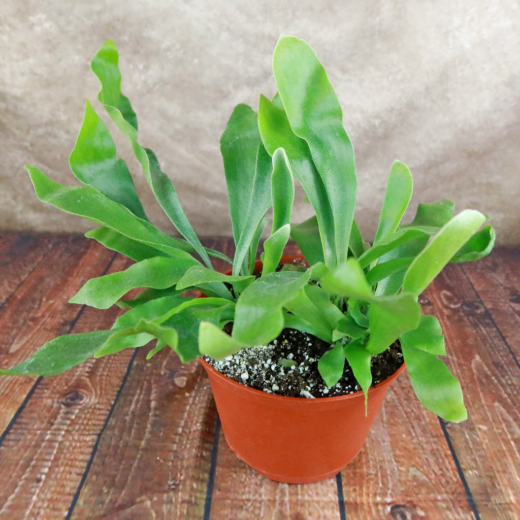 Staghorn Ferns Plants ‘Platycerium bifurcatum’