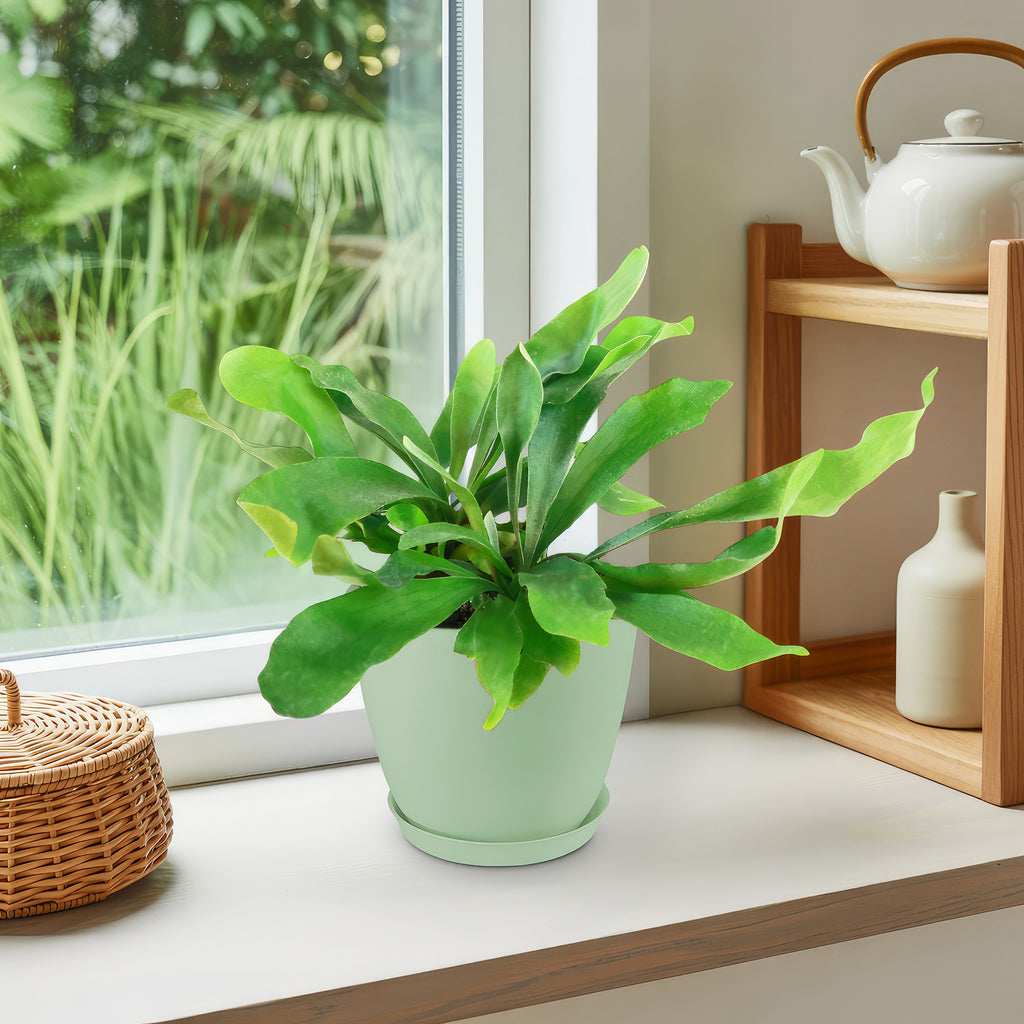 Staghorn Ferns Plants ‘Platycerium bifurcatum’