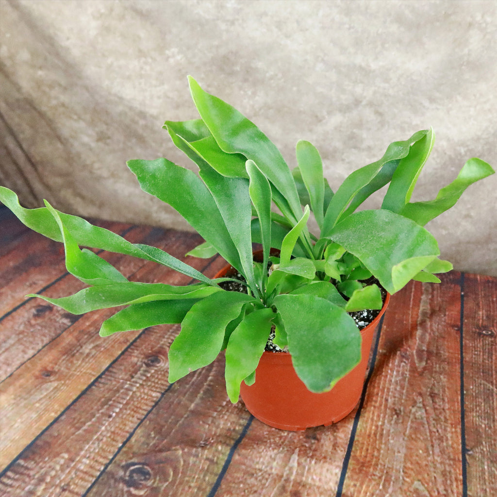 Staghorn Ferns Plants ‘Platycerium bifurcatum’
