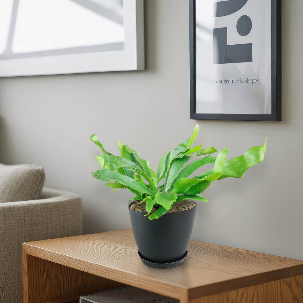 Staghorn Ferns Plants ‘Platycerium bifurcatum’