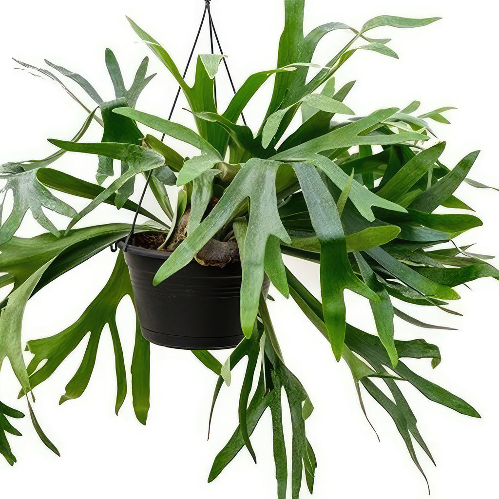 Staghorn Ferns Plants ‘Platycerium bifurcatum’