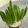 Carrion Plant - Stapelia gigantea