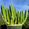 Carrion Plant - Stapelia gigantea