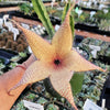 Carrion Plant - Stapelia gigantea