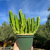 Carrion Plant - Stapelia gigantea