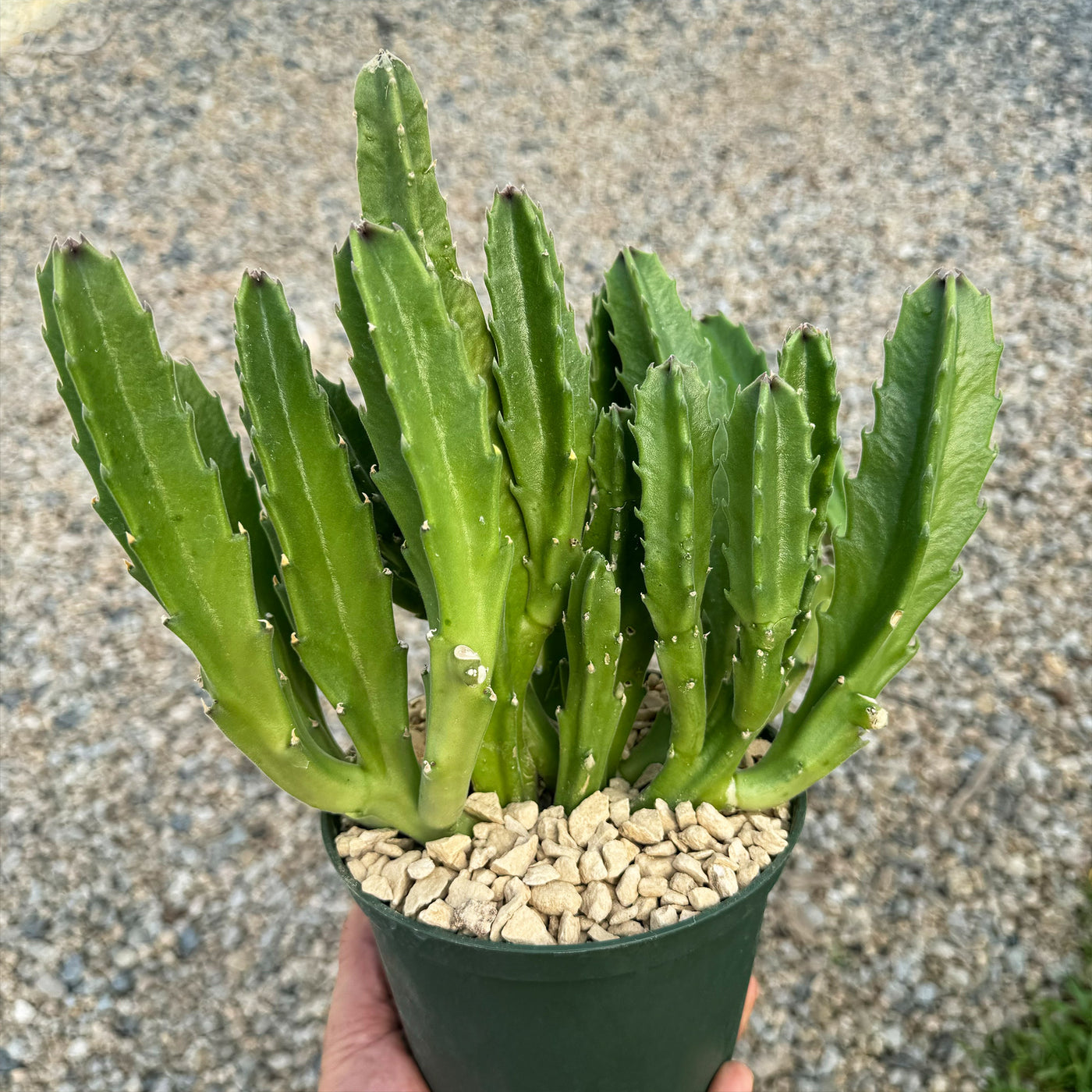 carrion succulent Shop 'Carrion Plant - Stapelia gigantea' Care and Growing Guide