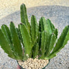 Carrion Plant - Stapelia gigantea