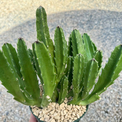 fat plants succulent soil Shop 'Carrion Plant - Stapelia gigantea' Care and Growing Guide
