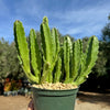 Carrion Plant - Stapelia gigantea