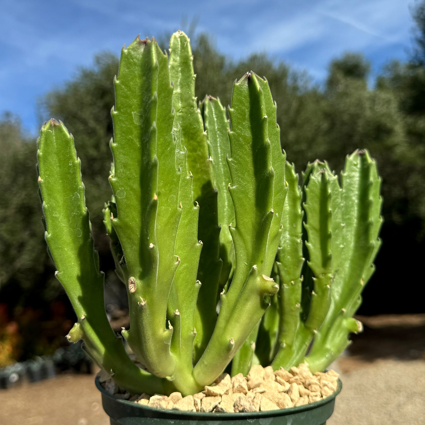 carrion succulent Shop 'Carrion Plant - Stapelia gigantea' Care and Growing Guide