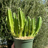 Carrion Plant - Stapelia gigantea