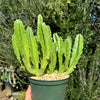 Carrion Plant - Stapelia gigantea