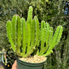 Carrion Plant - Stapelia gigantea