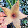 Carrion Plant - Stapelia gigantea