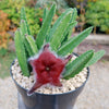 Giant Toad Plant ‘Stapelia grandiflora’