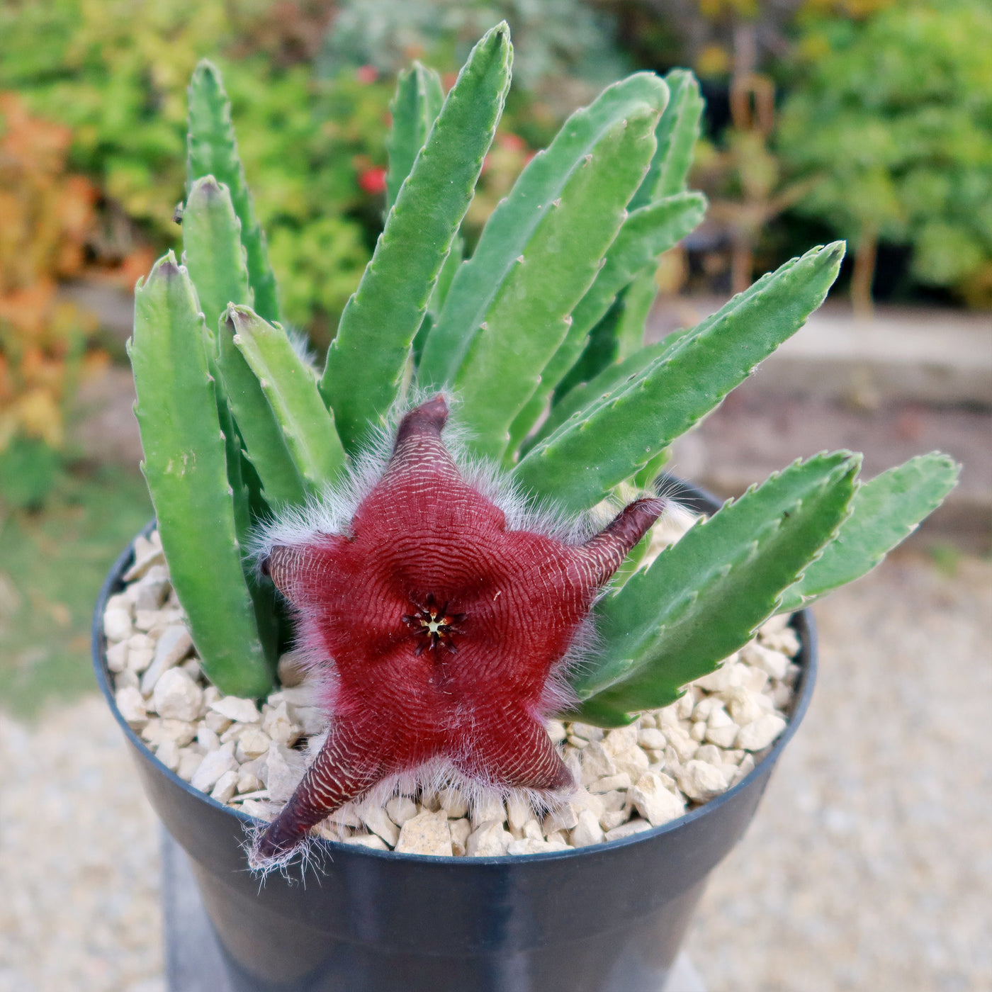 Stapelia grandiflora