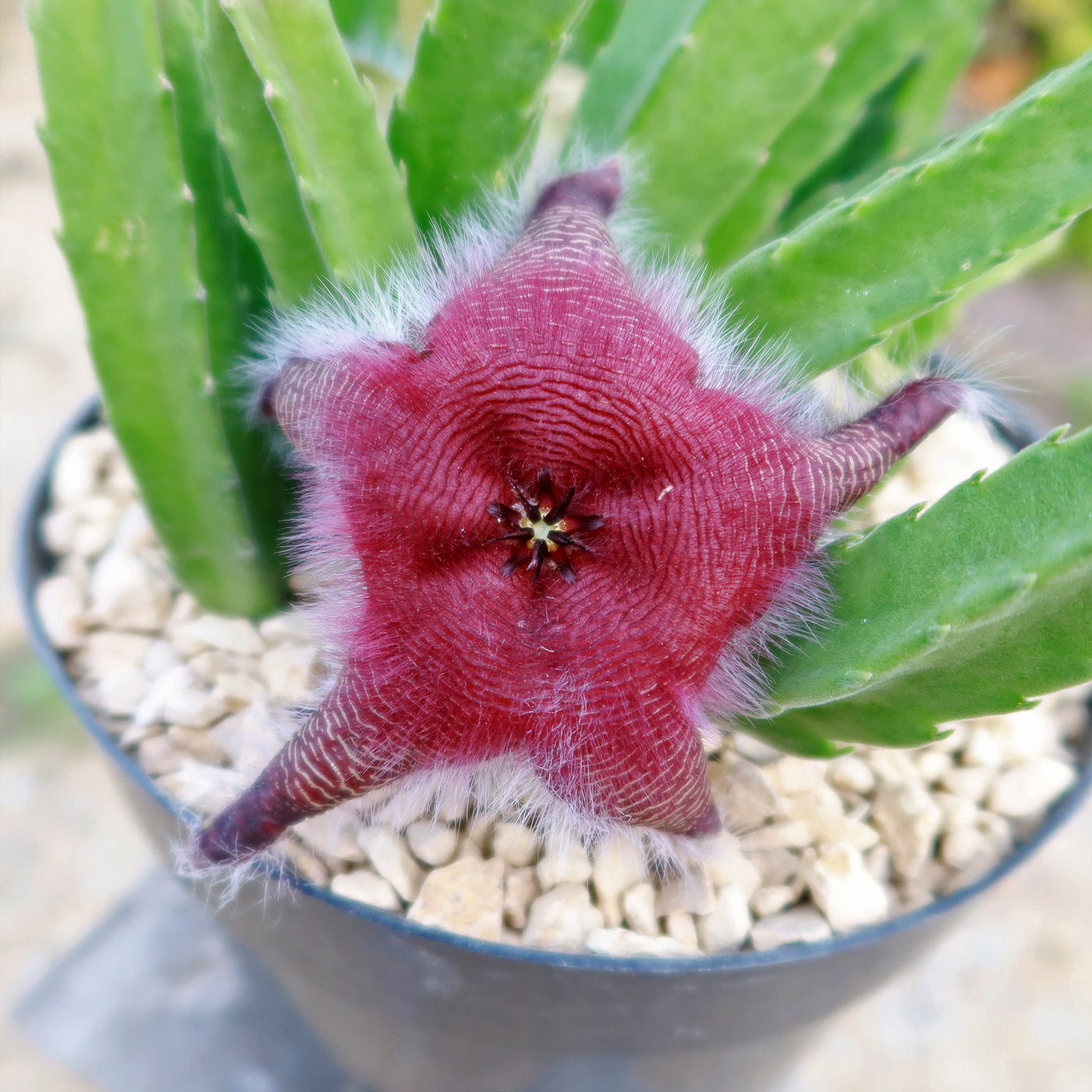 Stapelia grandiflora