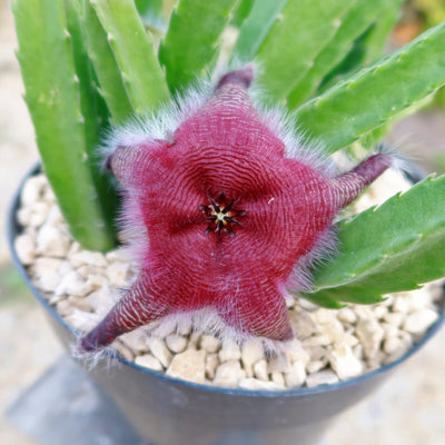 Stapelia grandiflora