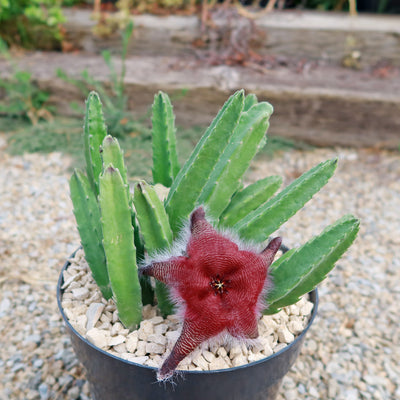 Stapelia grandiflora