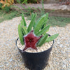 Giant Toad Plant ‘Stapelia grandiflora’