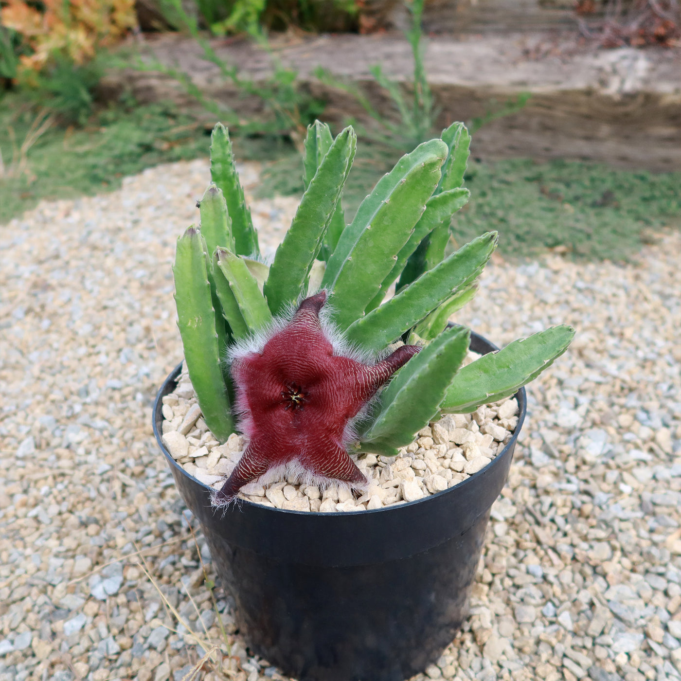 Stapelia grandiflora