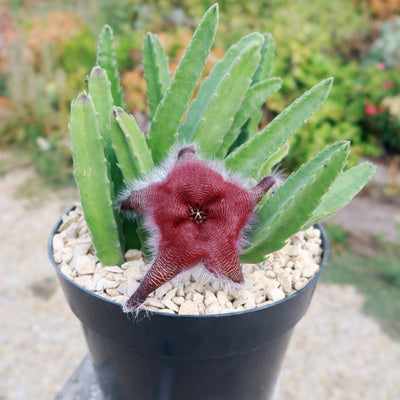 Stapelia grandiflora