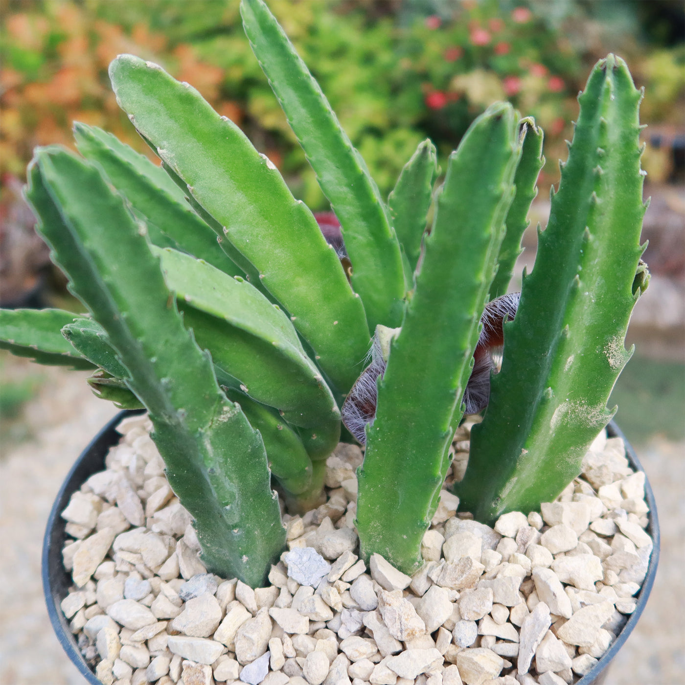 Stapelia grandiflora