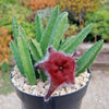 Giant Toad Plant ‘Stapelia grandiflora’