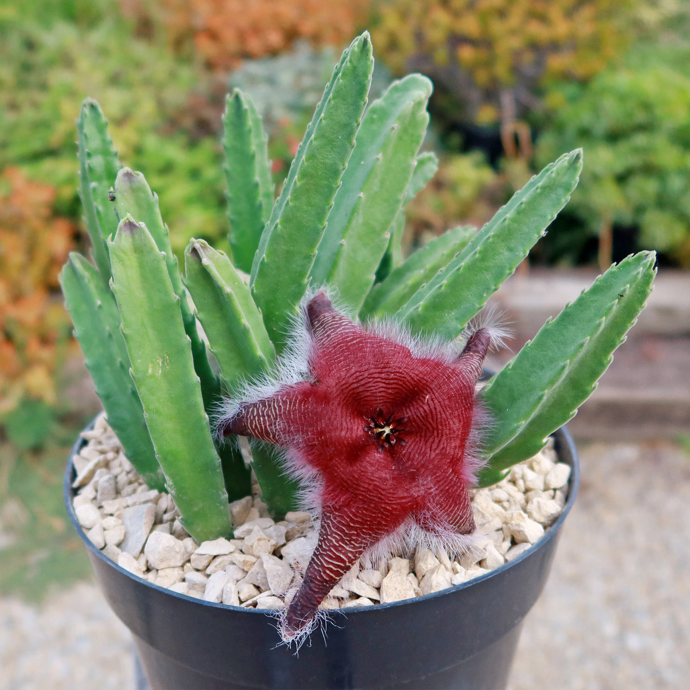 Stapelia grandiflora