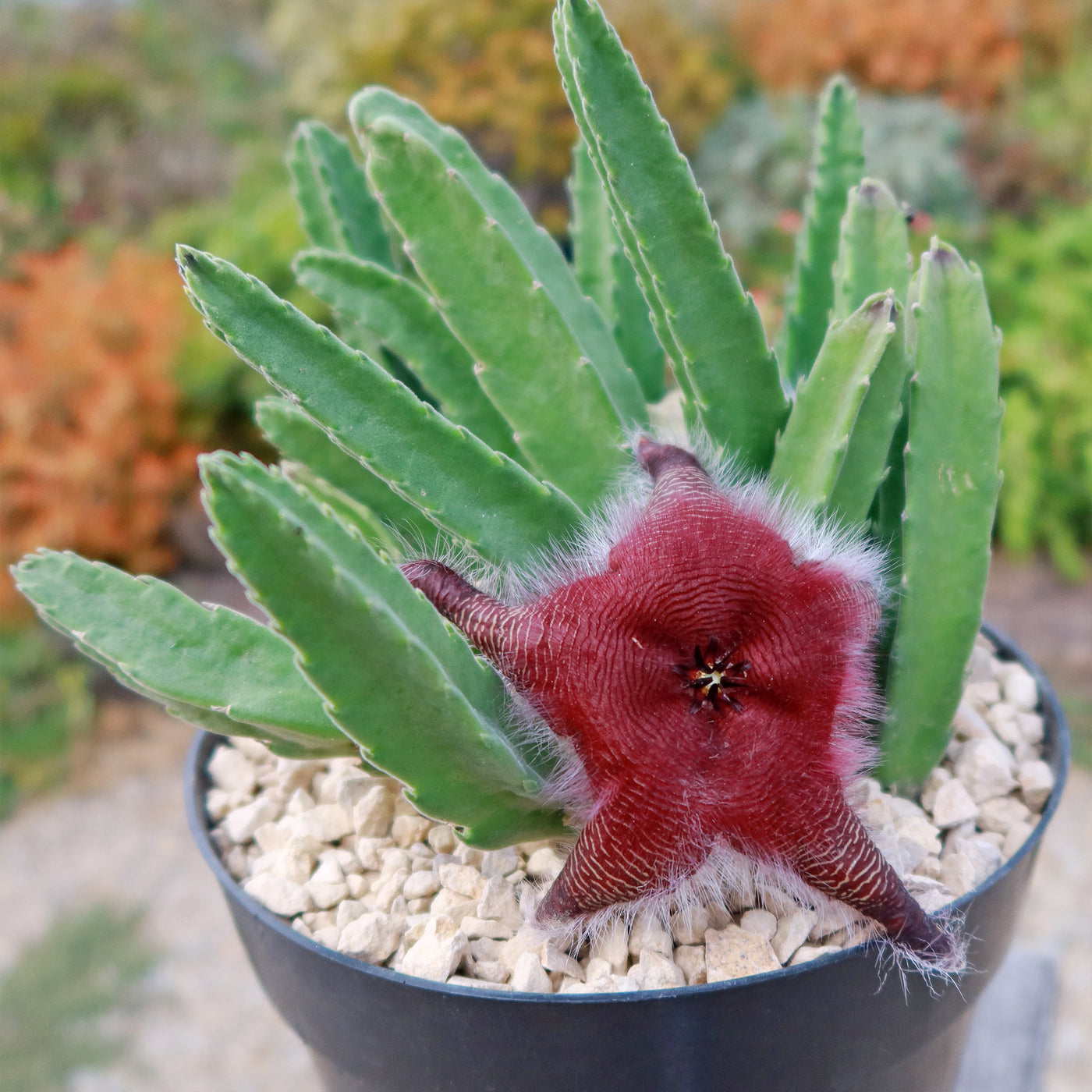 Stapelia grandiflora