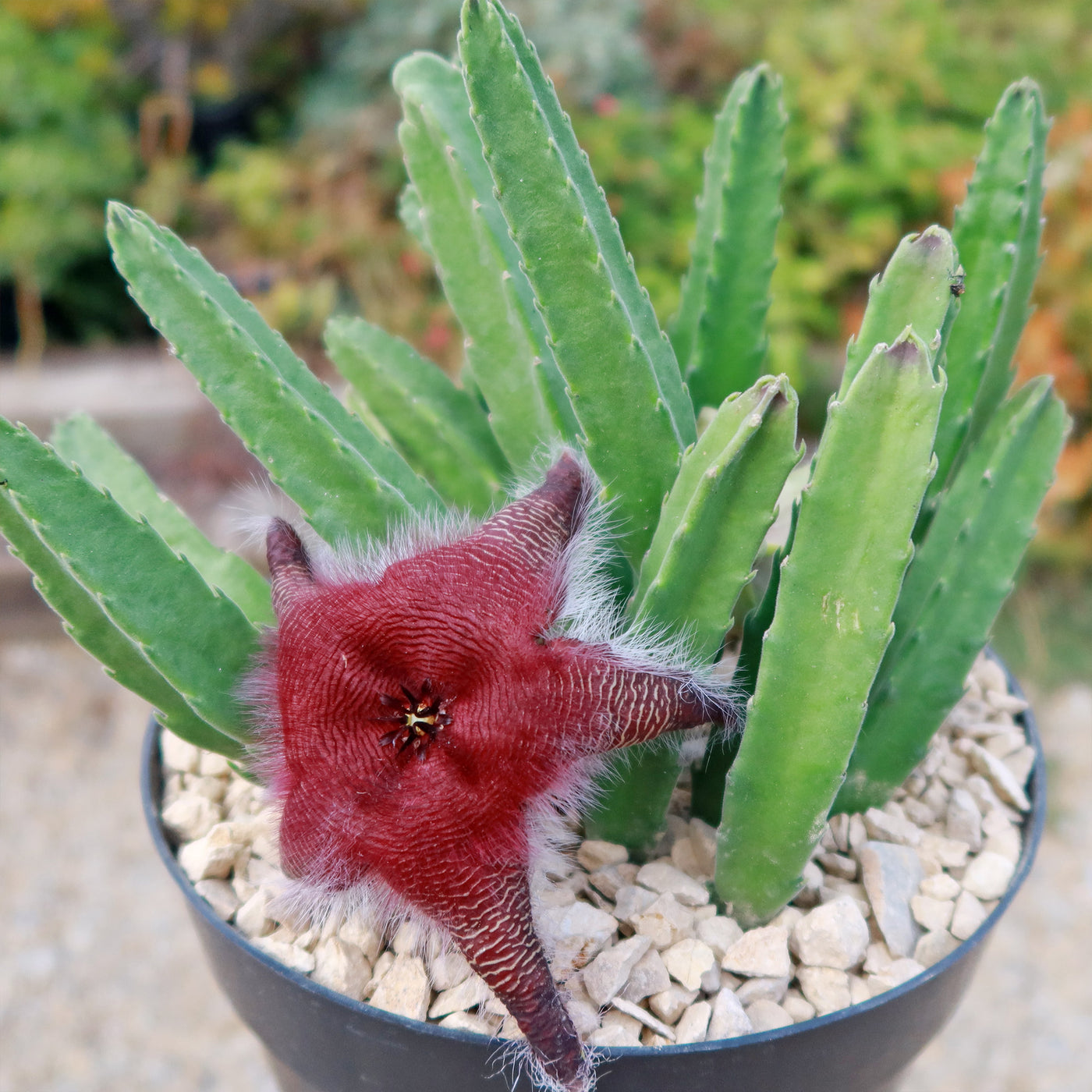 Stapelia grandiflora