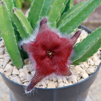 Stapelia grandiflora